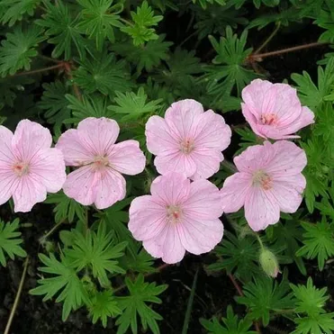 Герань садовая Стриатум
