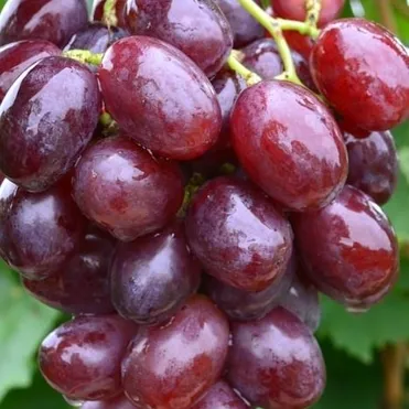 Виноград Покровский плодовый