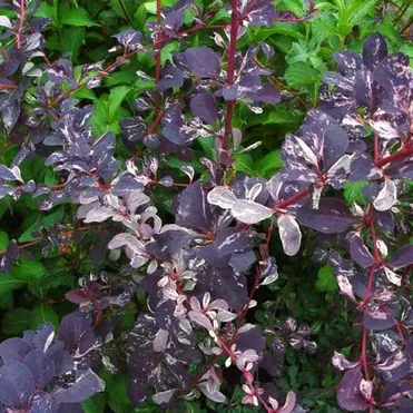 Барбарис Сильвер Майлс оттавский