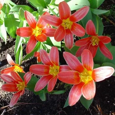 Тюльпан Шекспир 5шт