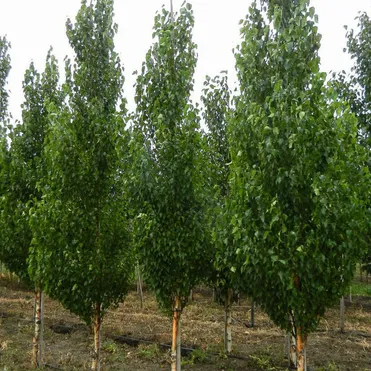 Береза Фастигиата