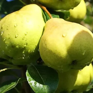 Груша Москвичка