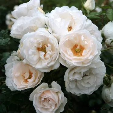 Роза Хелла, Кордес (лиц)