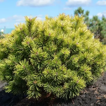 Сосна горная Офир