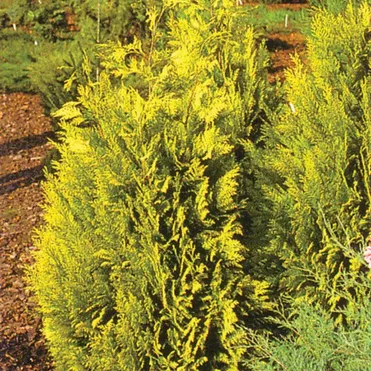 Кипарисовик Лавсона Ивонне