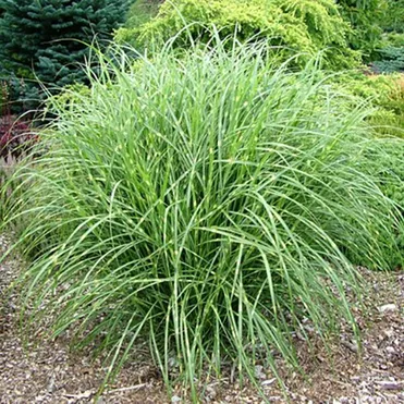 Мискантус Литл Зебра