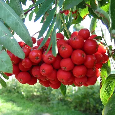 Рябина Моравская