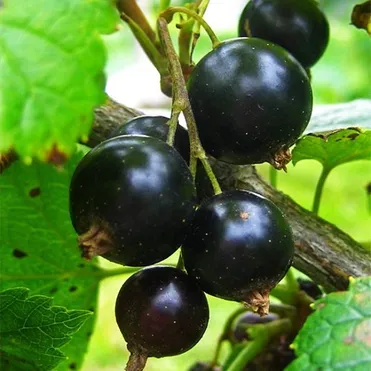 Смородина Дачница черная