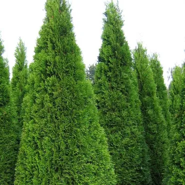 Туя западная Смарагд