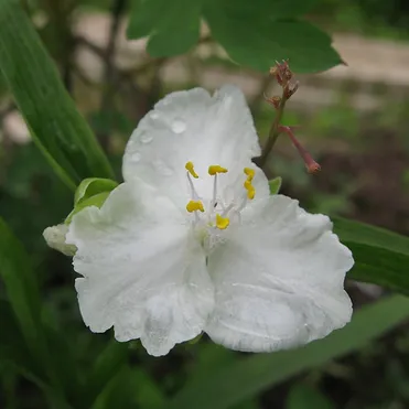 Традесканция Инносенс