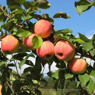 Яблоня Персианка с/п