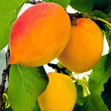 Абрикос Академик сеяный