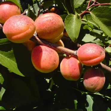 Абрикос Алеша сеяный