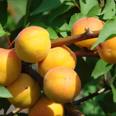 Абрикос Водолей сеяный