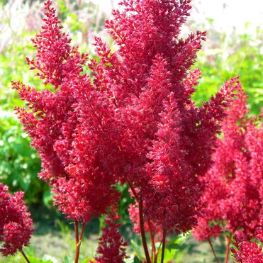 Астильба японская Монтгомери