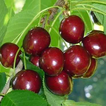 Черешня Овстуженка