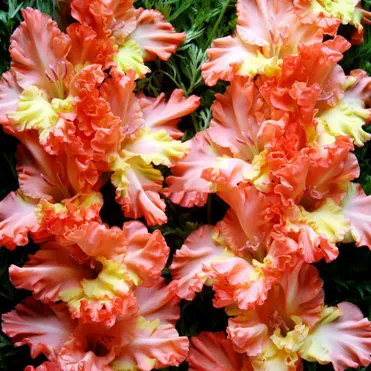 Гладиолус Аннушка