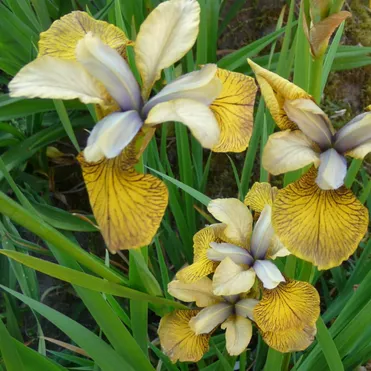 Ирис сибирский Флаинг Фидлес