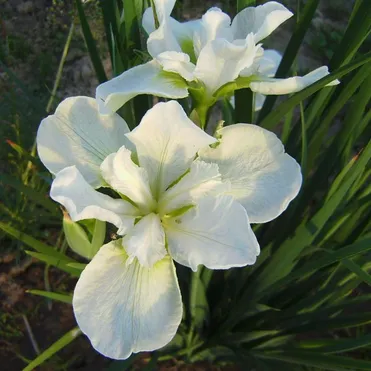 Ирис сибирский Галлс Винг