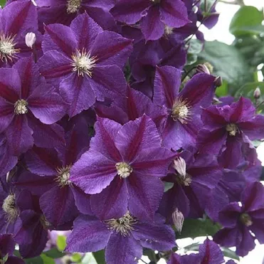 Клематис Стар оф Индия (Звезда Индии) крупноцветковый (3)