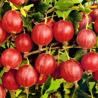 Крыжовник Сеянец Лефора