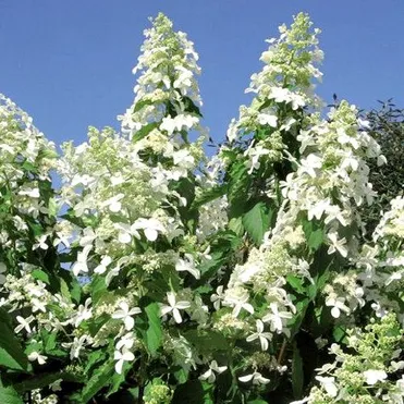 Гортензия Левана (богиня детства) метельчатая