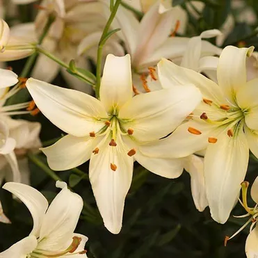 Лилия Перл Франсес