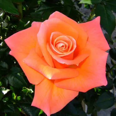 Роза Мамма Миа, Фрайер (лиц)