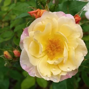 Роза Па де Де, Пулсен (лиц)