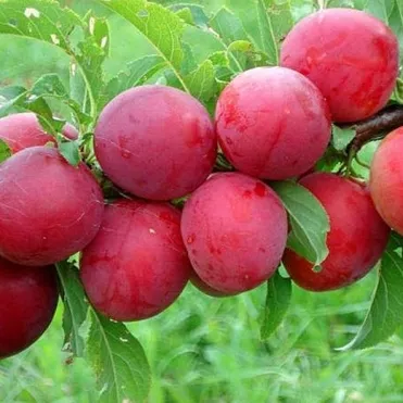 Слива Розовый шар китайская