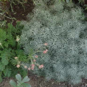 Полынь Канесценс