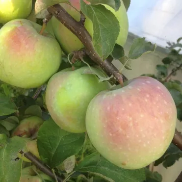 Яблоня Фрегат