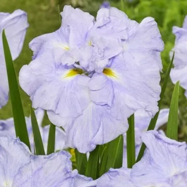 Ирис мечевидный Диннер Плейт Айс Крим