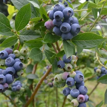 Голубика Спартан