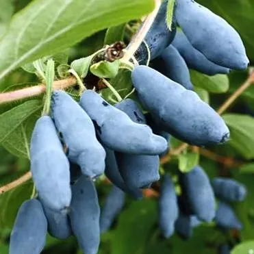 Жимолость Голубое веретено ранняя крупноплодная зимостойкая
