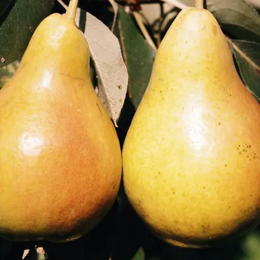 Груша Просто Мария