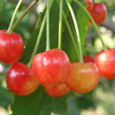 Черешня Орловская розовая