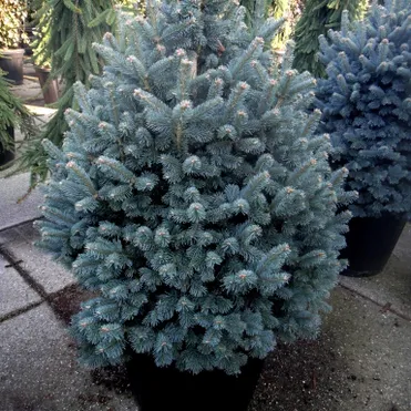 Пихта субальпийская Компакта