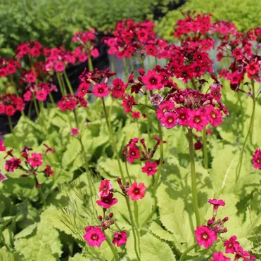 Примула японская Миллерс Кримсон