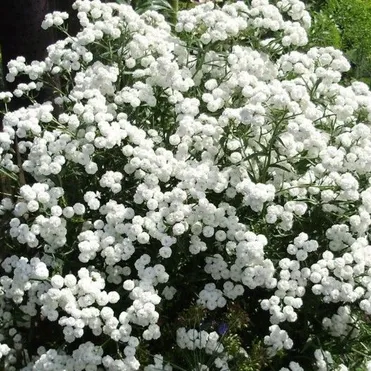 Тысячелистник Зе перл