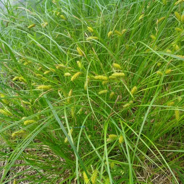 Осока просяная