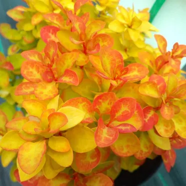 Барбарис Тунберга Саммер Сансет