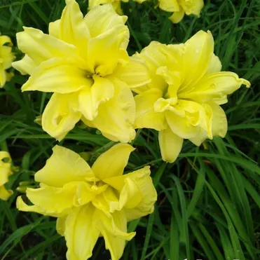 Лилейник Дабл Риве Вей