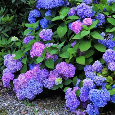 Гортензия Рената Штейнигер крупнолистная (макрофила)