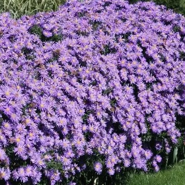 Астра Блу Лагун кустарниковая