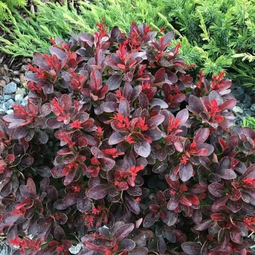 Барбарис Тунберга Атропурпуреа Нана