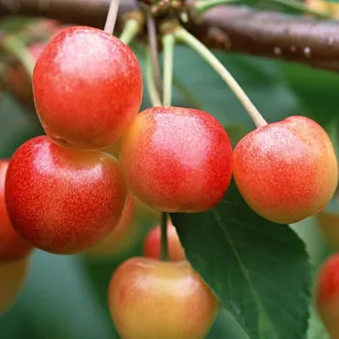 Черешня Гостинец крупноподная желтая