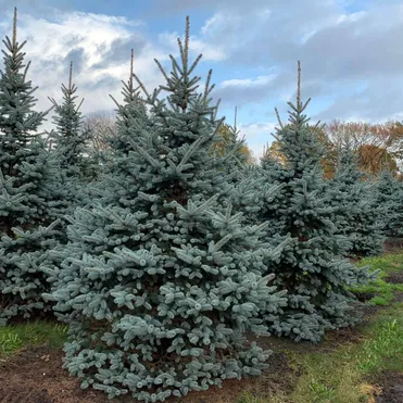 Ель колючая Глаука голубая