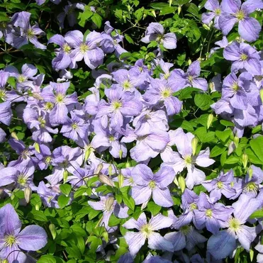 Клематис Блю Ангел (Голубой Ангел) крупноцветковый (3)