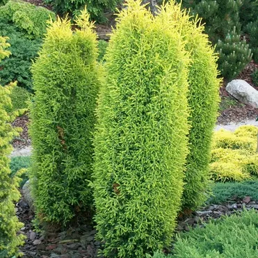 Можжевельник обыкновенный Голд Кон